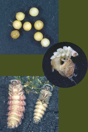 Glow-worm eggs and larva