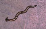  Terrestrial flatworm