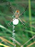  Cross spider (Argiope)