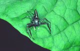  Jumping spider
