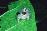  Jumping spider