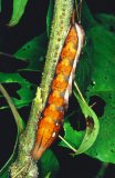  Hawkmoth larva