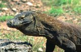  Komodo dragon (Varanus komodoensis)