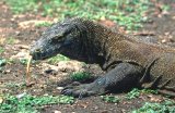  Komodo dragon (Varanus komodoensis)