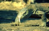  Komodo dragon (Varanus komodoensis)