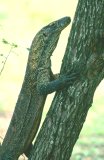  Komodo dragon (Varanus komodoensis)
