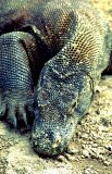  Komodo dragon (Varanus komodoensis)