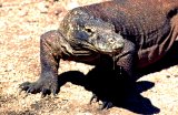  Komodo dragon (Varanus komodoensis)