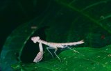  Praying mantis