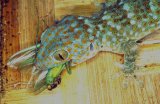  Tokay gecko eating mantis