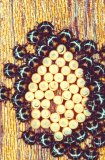  Bug eggs and nymphs