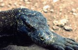  Komodo dragon (Varanus komodoensis)