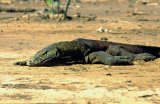  Komodo dragon (Varanus komodoensis)
