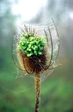  Teasel (Dipsacus fullonum) seeds germinating in head