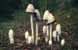  Shaggy ink cap (Coprinus comatus)