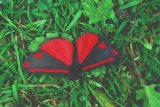  Cinnabar moth (Tyria jacobaeae)
