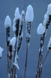  Reedmace (Typha latifolia)