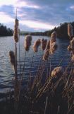  Reedmace (Typha latifolia)