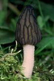  Semifree morel (Morchella semilibera)