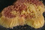  Slime mould (Stemonitis)