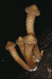  Shaggy pholiota (Pholiota squarrosa)