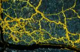  Slime mould plasmodium