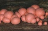  Slime mould (Lycogala terrestre)