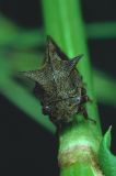  Treehopper (Centrotus cornutus)