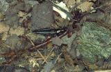  Rove beetle attacking earthworm
