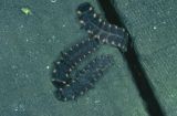  Glow-worm (Lampyris noctiluca) larvae gathering