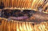  Moth larva (Endothenia gentianaeana) in teasel head (Dipsacus fullonum)