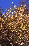  Hazel (Corylus avellana) catkins