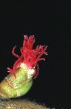 Hazel (Corylus avellana) female flower