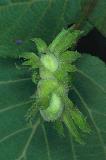  Hazelnuts (Corylus avellana)