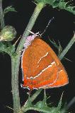  Brown hairstreak butterfly (Thecla betulae)