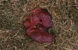  Harvest mice (Micromys minutus)