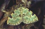  Green carpet moth (Colostygia pectinataria)