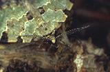  Green carpet moth (Colostygia pectinataria)