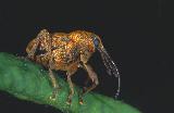  Weevil (Curculio nucum)