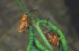  Weevils (Curculio nucum)