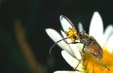  Longhorn beetle with orchid pollinia
