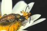  Longhorn beetle with orchid pollinia