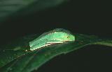 Tree frog