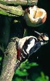  Great spotted woodpecker (Dendrocopos major)
