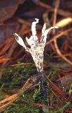  Candle-snuff fungus (Xylaria hypoxylon)