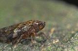  Froghopper (Aphrophora alni)