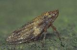  Froghopper (Aphrophora alni)
