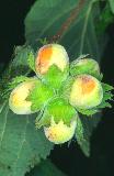  Hazelnuts (Corylus avellana)