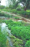  Ewelme water-cress beds
