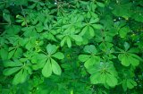  Horse-chestnut (Aesculus hippocastanum)